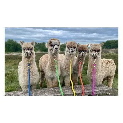 For two Wetley Moore, alpaca trekking and feeding experience