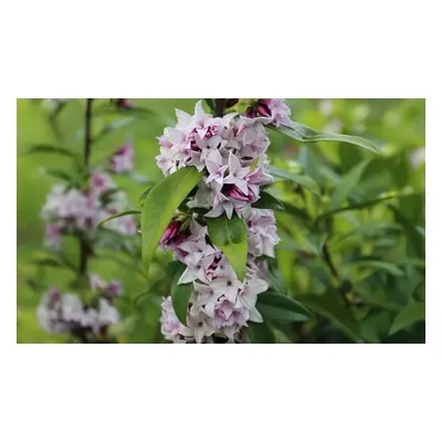 Daphne Perfume Princess